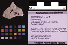 Foto (Objekt + Etiketten) von Pithonoton sp. (NHMW-GEO-1990-0041-0245)